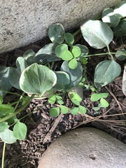 Lysimachia nummularia