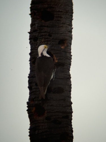 White Woodpecker