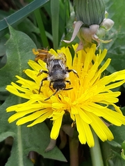 Melecta albifrons