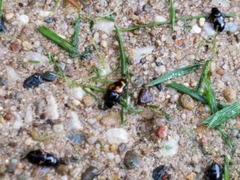 Glischrochilus fasciatus