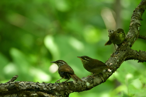 Sinaloa Wren (Thryophilus sinaloa), photo 10