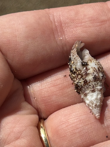 Cerithium adustum observed 2026-07-28