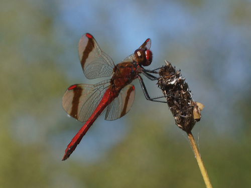 Banded Darter