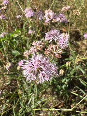 Palafoxia rosea