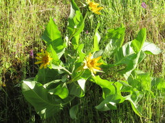 Wyethia