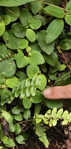Bredia hirsuta observed 2026-07-29