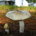Russula-like Amanita - Photo (c) Erlon Bailey, some rights reserved (CC BY-SA), uploaded by Erlon Bailey