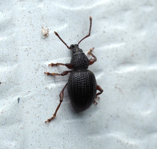 Strawberry Root Weevil photo 3