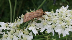 Eriopygodes imbecilla