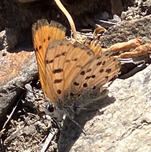 iNaturalist observation photo of Lustrous Copper