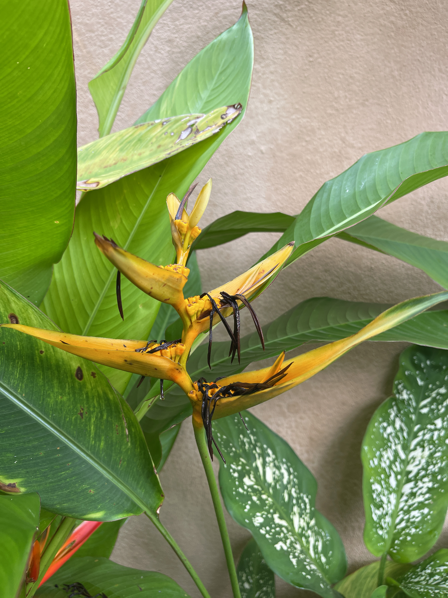 Heliconia × rauliniana Barreiros