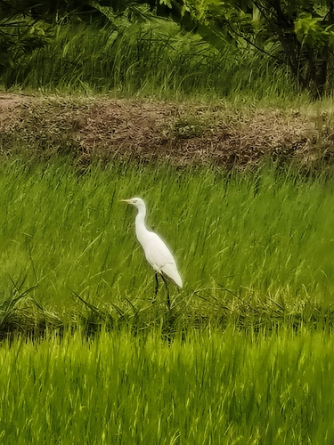 Eastern Cattle-Egret