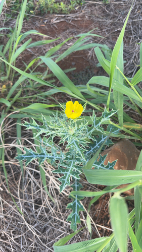 Argemone mexicana observed 2026-07-28