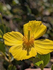 Dendromecon harfordii