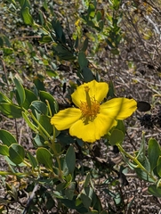 Dendromecon harfordii, photograph (c) Aaron Kreisberg, some rights reserved (CC BY)