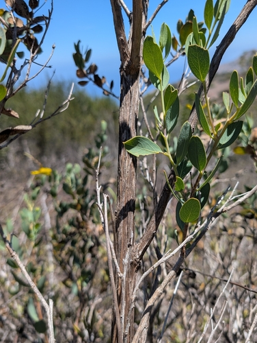 Dendromecon harfordii, photograph 3