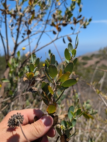 Dendromecon harfordii, photograph 4