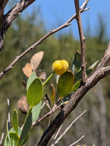 Dendromecon harfordii, photograph 5