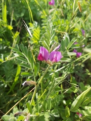 Vicia sativa