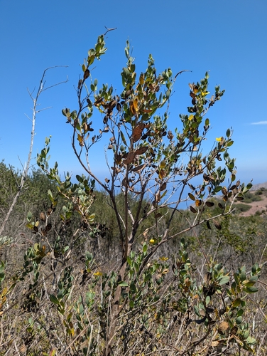 Dendromecon harfordii, photograph 6