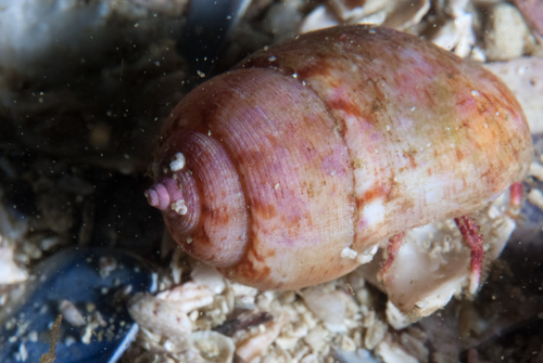 Demoulia ventricosa observed 2026-07-18
