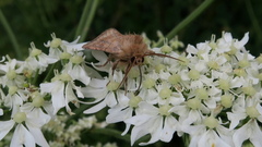 Eriopygodes imbecilla