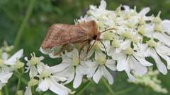 Eriopygodes imbecilla