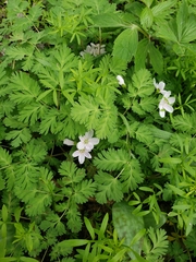Dicentra cucullaria