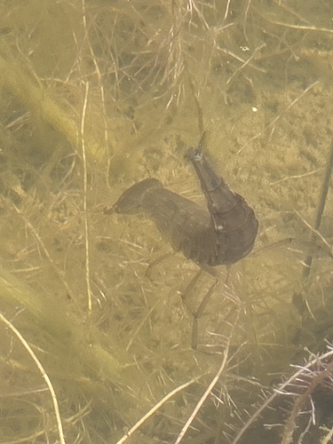 iNaturalist observation photo of Dytiscus