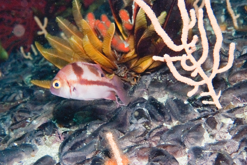 Roman seabream (Chrysoblephus laticeps) — Sparidae — 4