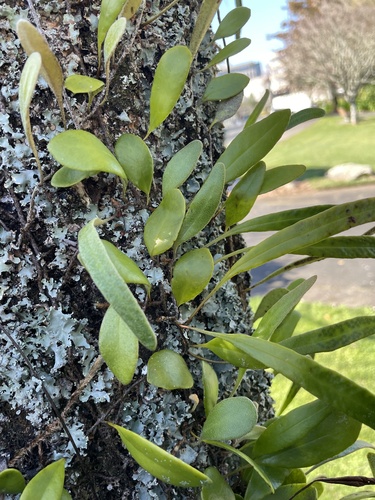 Leather-leaf fern