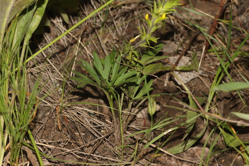 Viola pedatifida, photograph 4