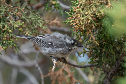 iNaturalist observation photo of Black-throated Gray Warbler