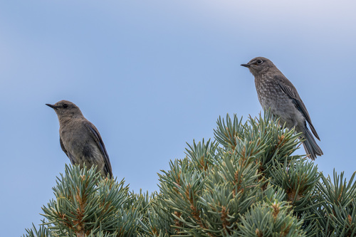 iNaturalist observation photo of Mountain Bluebird