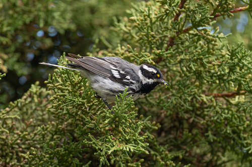 iNaturalist observation photo of Black-throated Gray Warbler