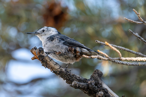 iNaturalist observation photo of White-breasted Nuthatch