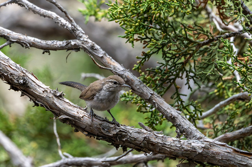 iNaturalist observation photo of Bewick's Wren