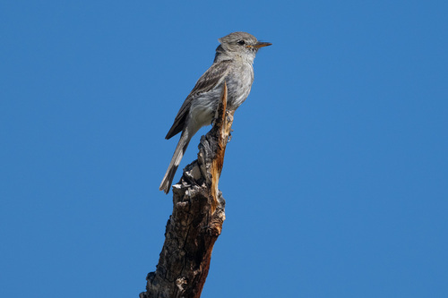 iNaturalist observation photo of Gray Flycatcher
