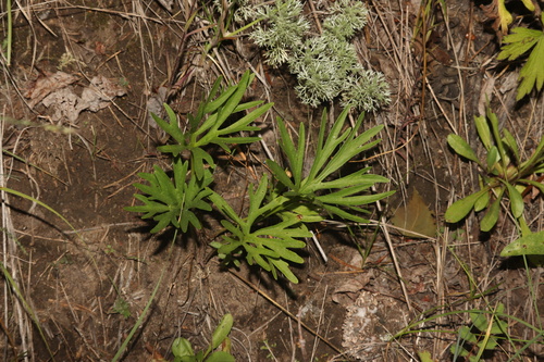 Viola pedatifida, photograph 5