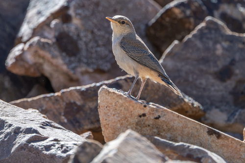 iNaturalist observation photo of Rock Wren