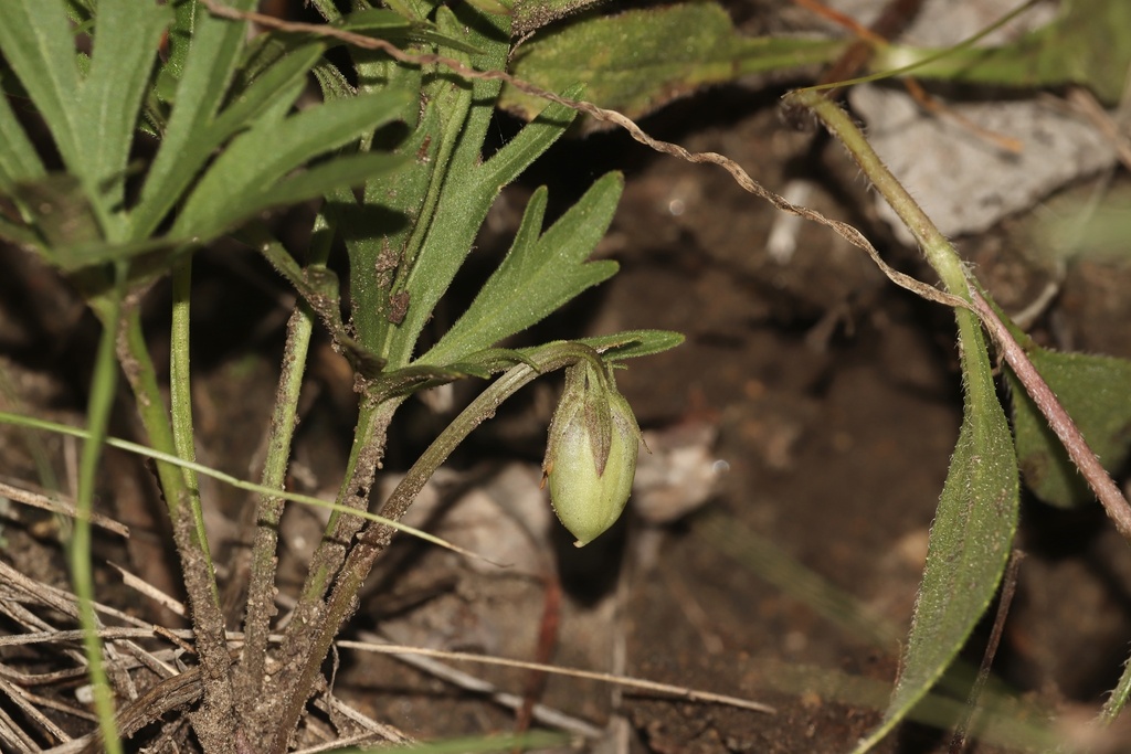 Viola pedatifida; photograph (c) Dustin Snider, some rights reserved (CC BY)