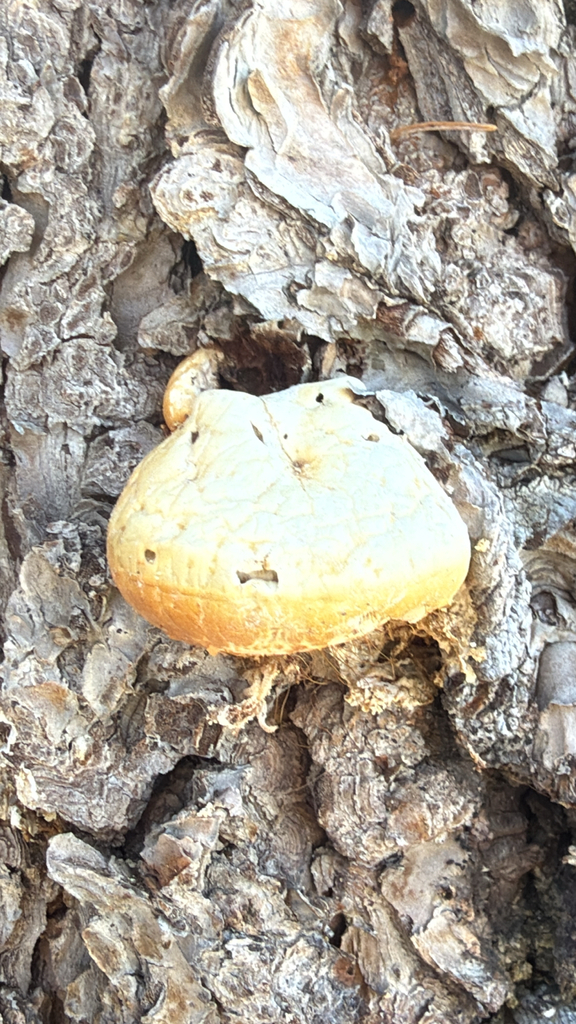 Veiled Polypore · July 2026 · photo: Photo: (c) nebrooks, some rights reserved (CC BY) · iNaturalist