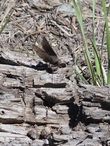 iNaturalist observation photo of Duskywings