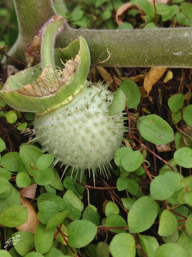 downy thorn-apple