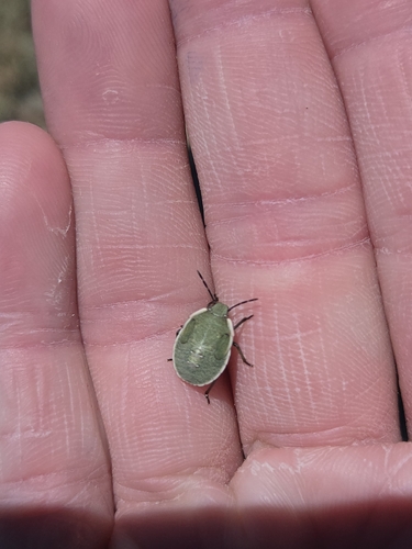 iNaturalist observation photo of Pentatominae