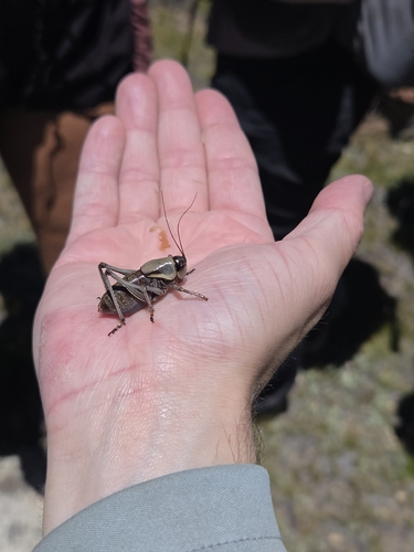 iNaturalist observation photo of Mormon Cricket