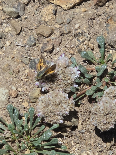 iNaturalist observation photo of Polites
