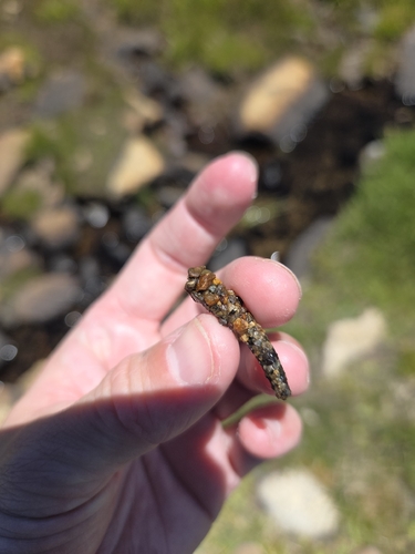 iNaturalist observation photo of Caddisflies