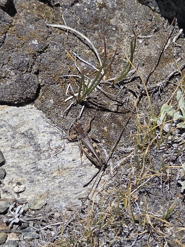 iNaturalist observation photo of North American Spur-throated Grasshoppers
