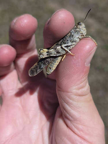 iNaturalist observation photo of Nevada Red-winged Grasshopper